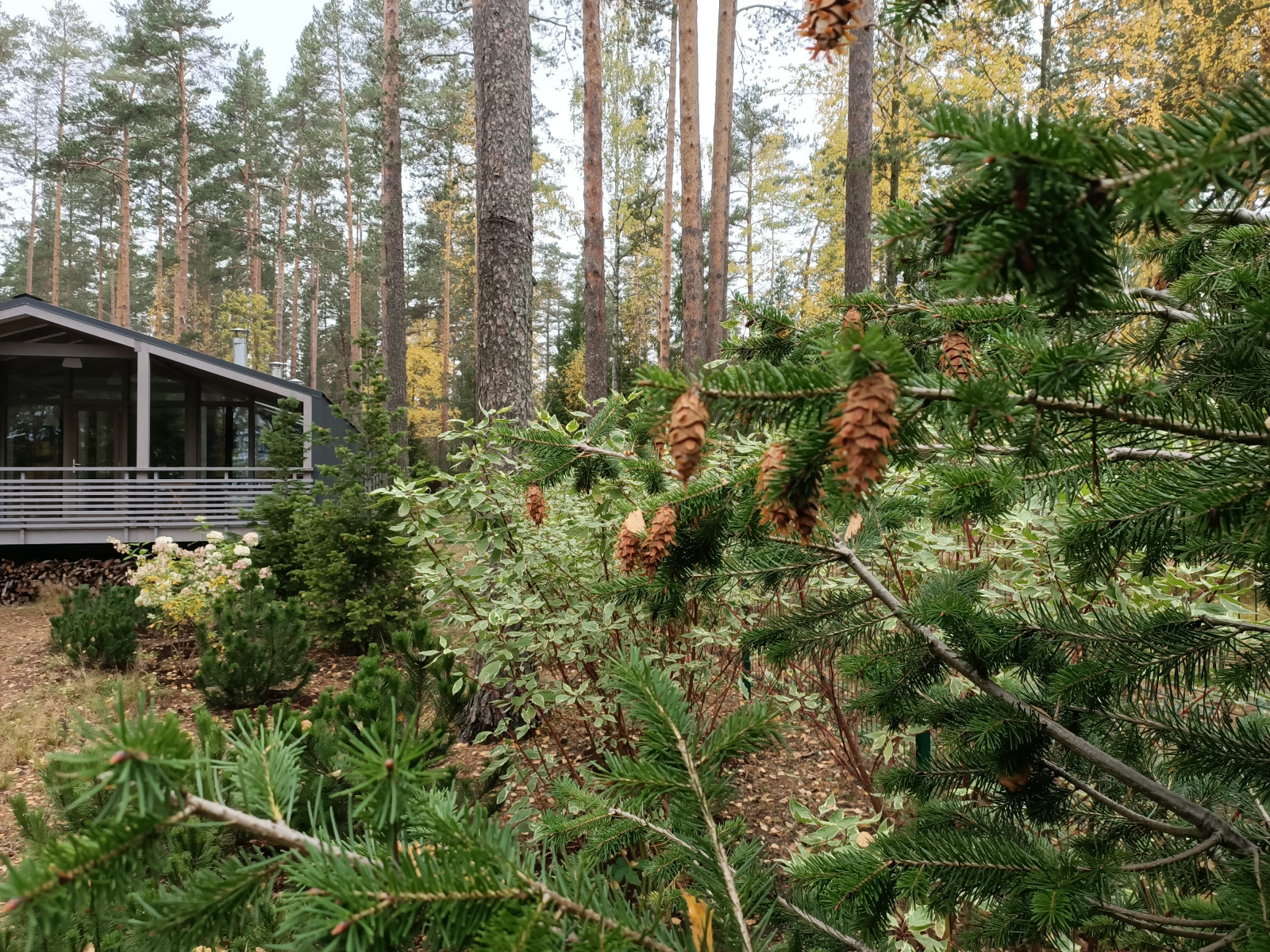 Участок в сосновом лесу, 2020