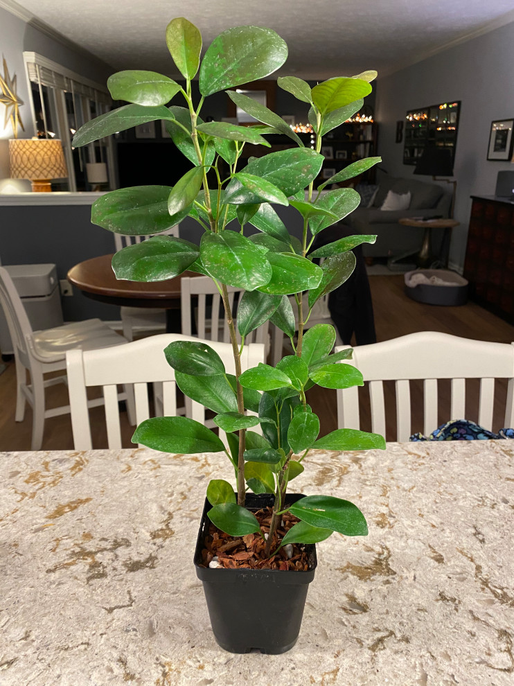 What kind of ficus is this?