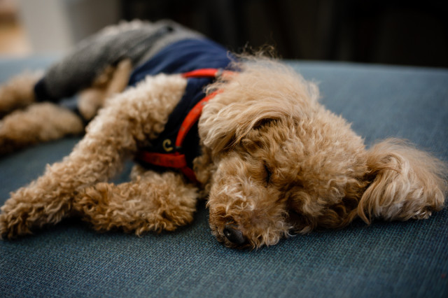 愛犬ルゥ❤ scandinave