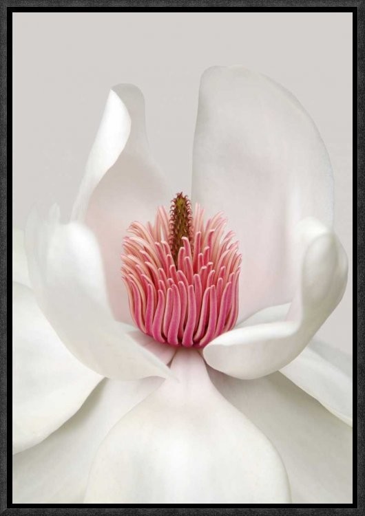 "Magnolia" Framed Canvas Giclee by Brian Haslam, 12x17"