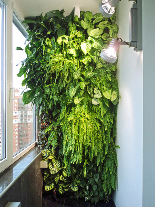 Вертикальное озеленение в квартире – природа в вашем доме