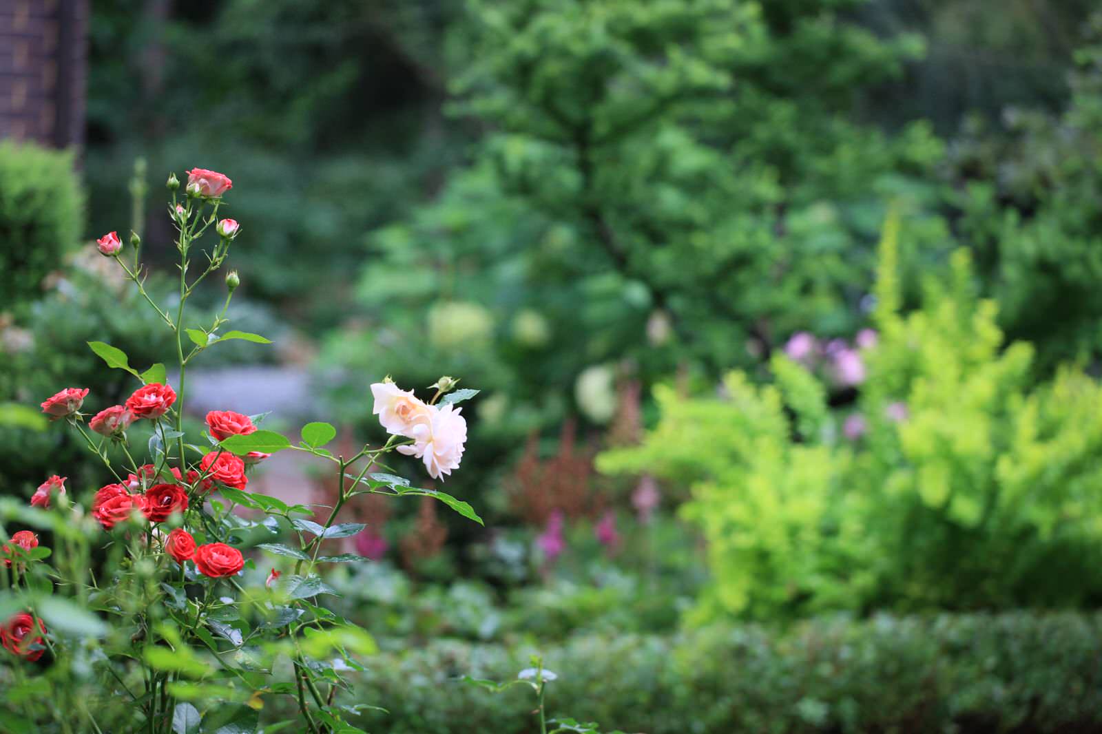 Сад Флориста