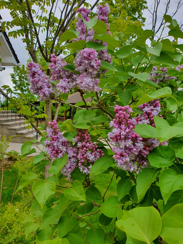 Частный сад