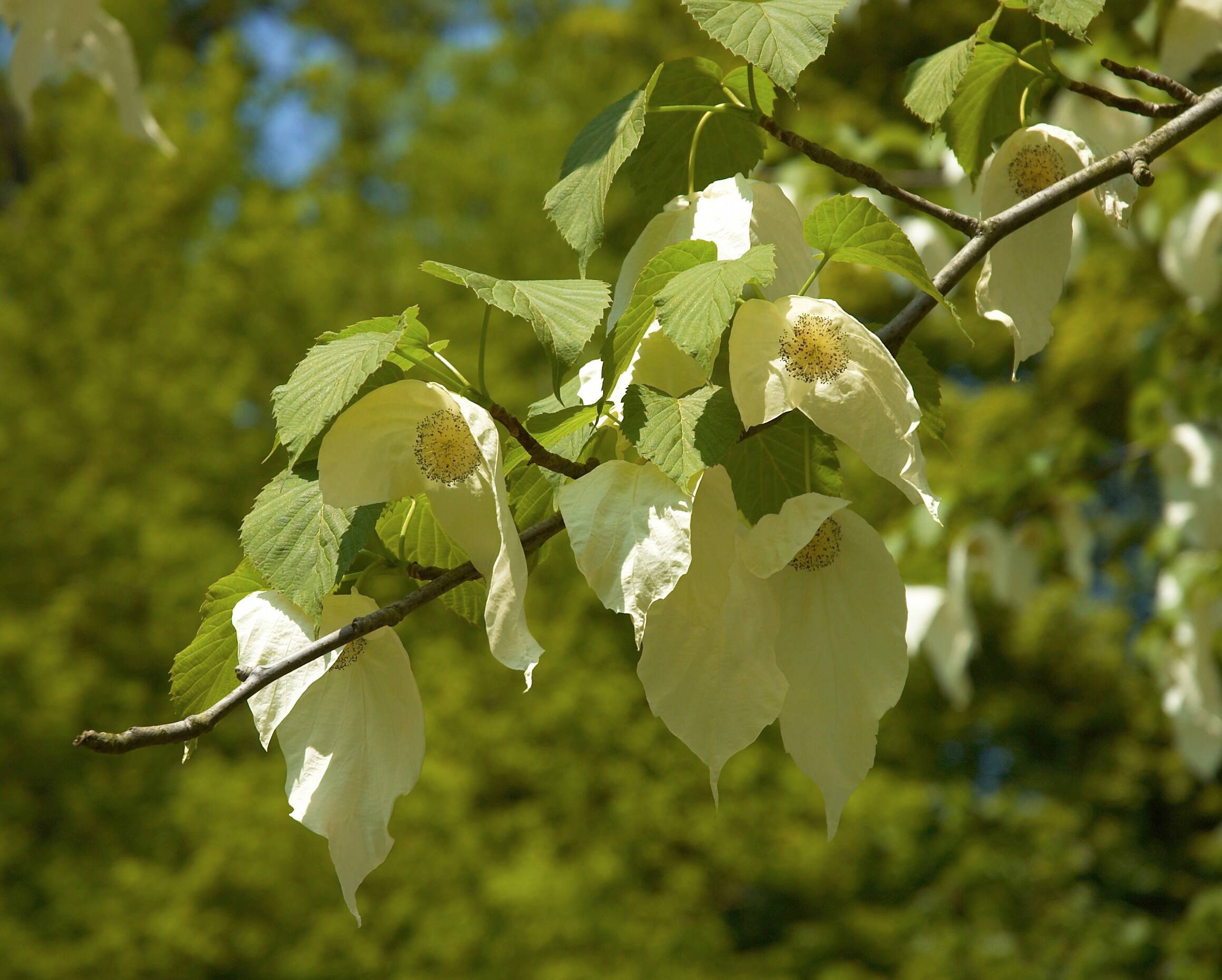 Great Design Tree: The Dove Tree