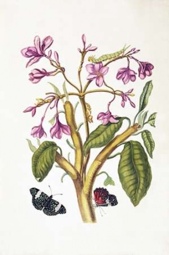 Tropical flower  Butterflies  plate 8 Print