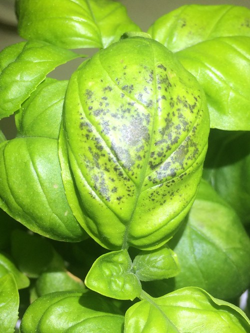 Top 5 Causes Of Black Spots On Basil Leaves Learn The vrogue.co