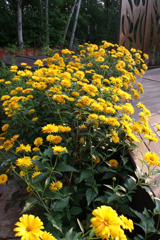 Maple Grove Steel Garden