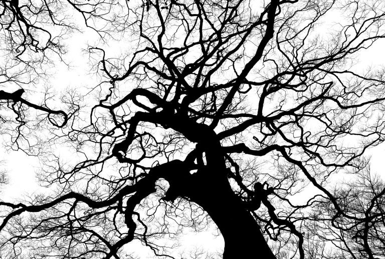 The branches of a great tree