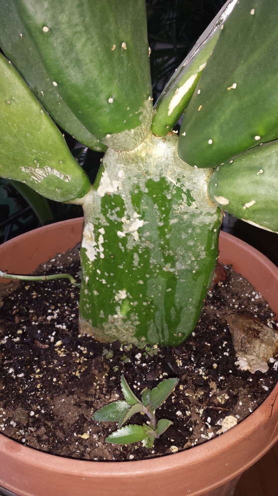 Cactus turning white???