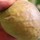 Last commented by Pino's Figs http://FigNuts.Ca