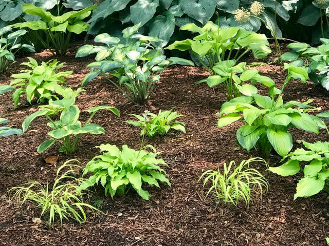 Mature Planting in Kildeer