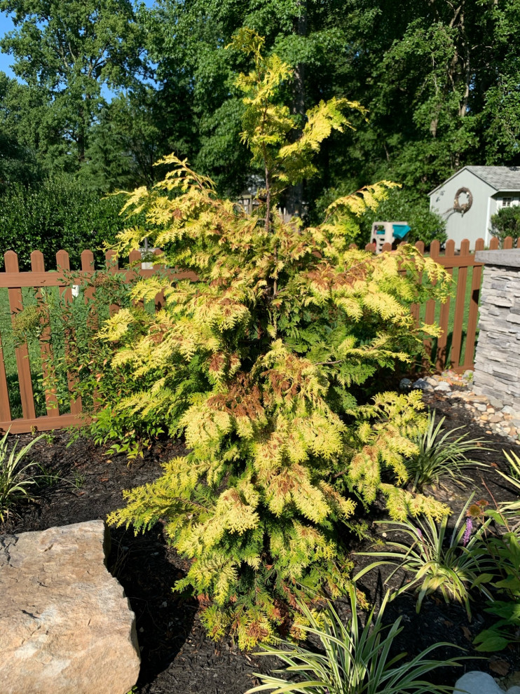 golden hinoki cypress turning brown