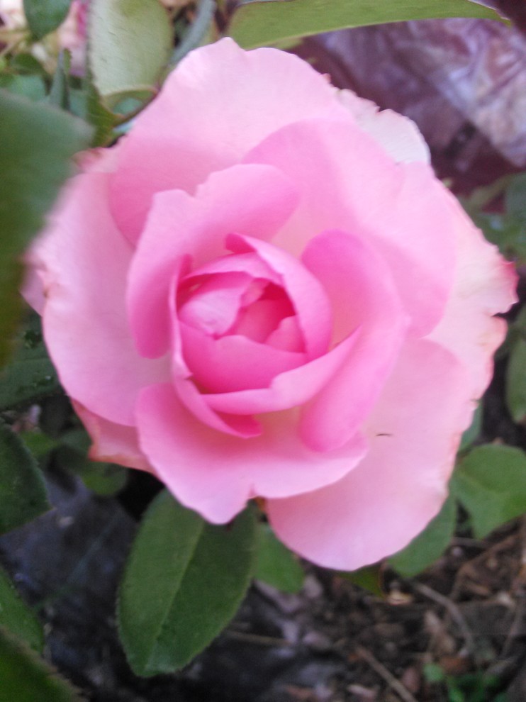 Islander Designs Roses Hd I love my new Paradise and Iceberg roses