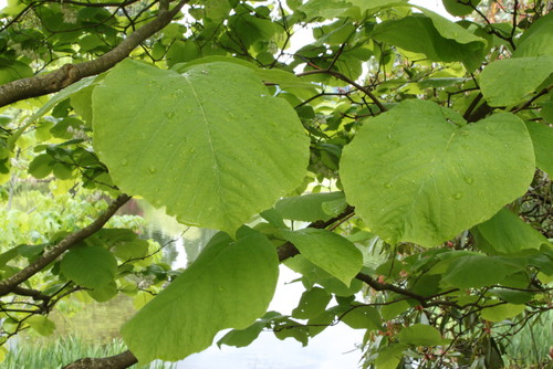 Please Help Id This Tree It Grows Next To The Pond Lake Has Very Large Heart Shaped Leaves And Hanging White Flowers Any Help Figuring Out What Is Would Be Reciated