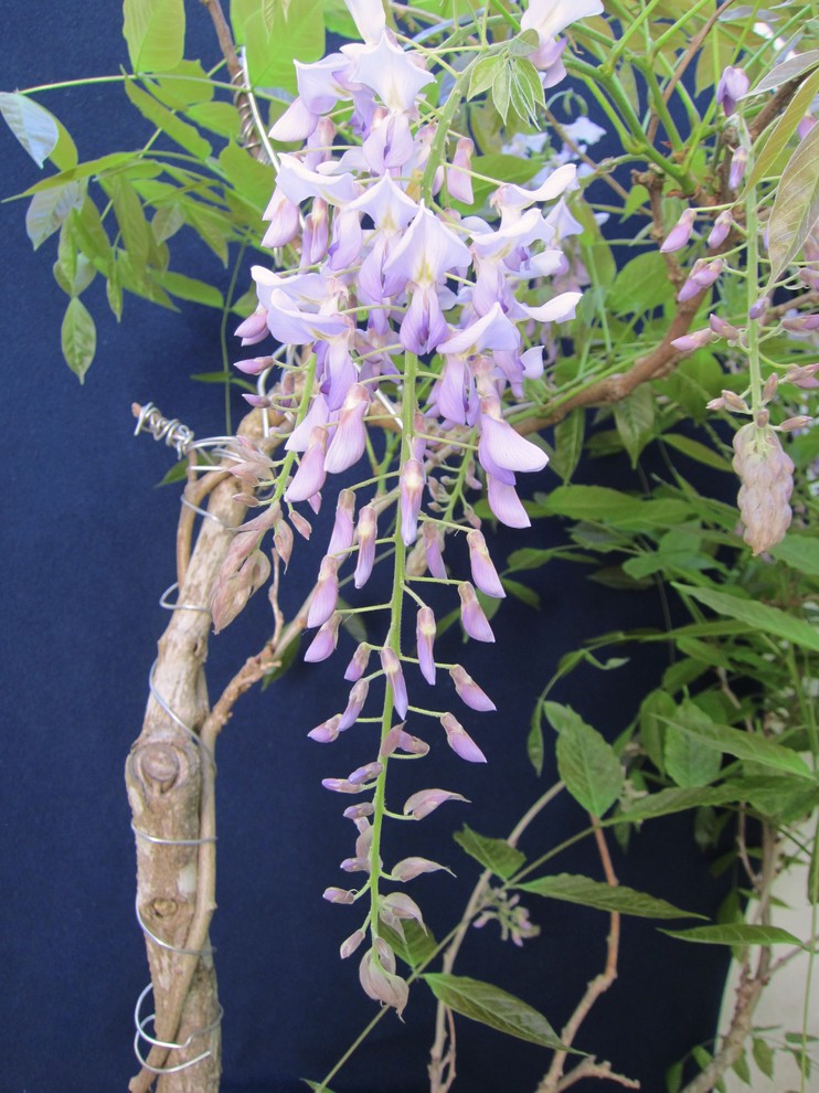 My wisteria bloom