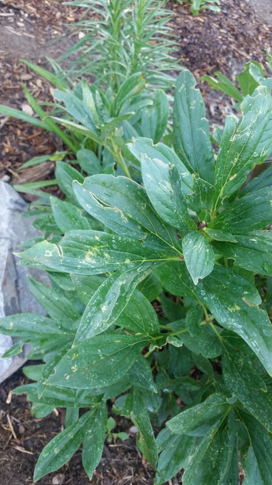 What is eating my peonies?