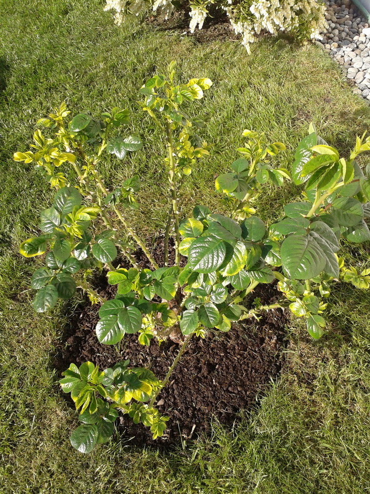 Why are the leaves on my roses turning yellow? (pic)