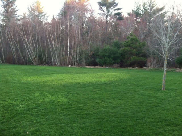 light colored grass in my lawn