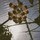 plantita_babe