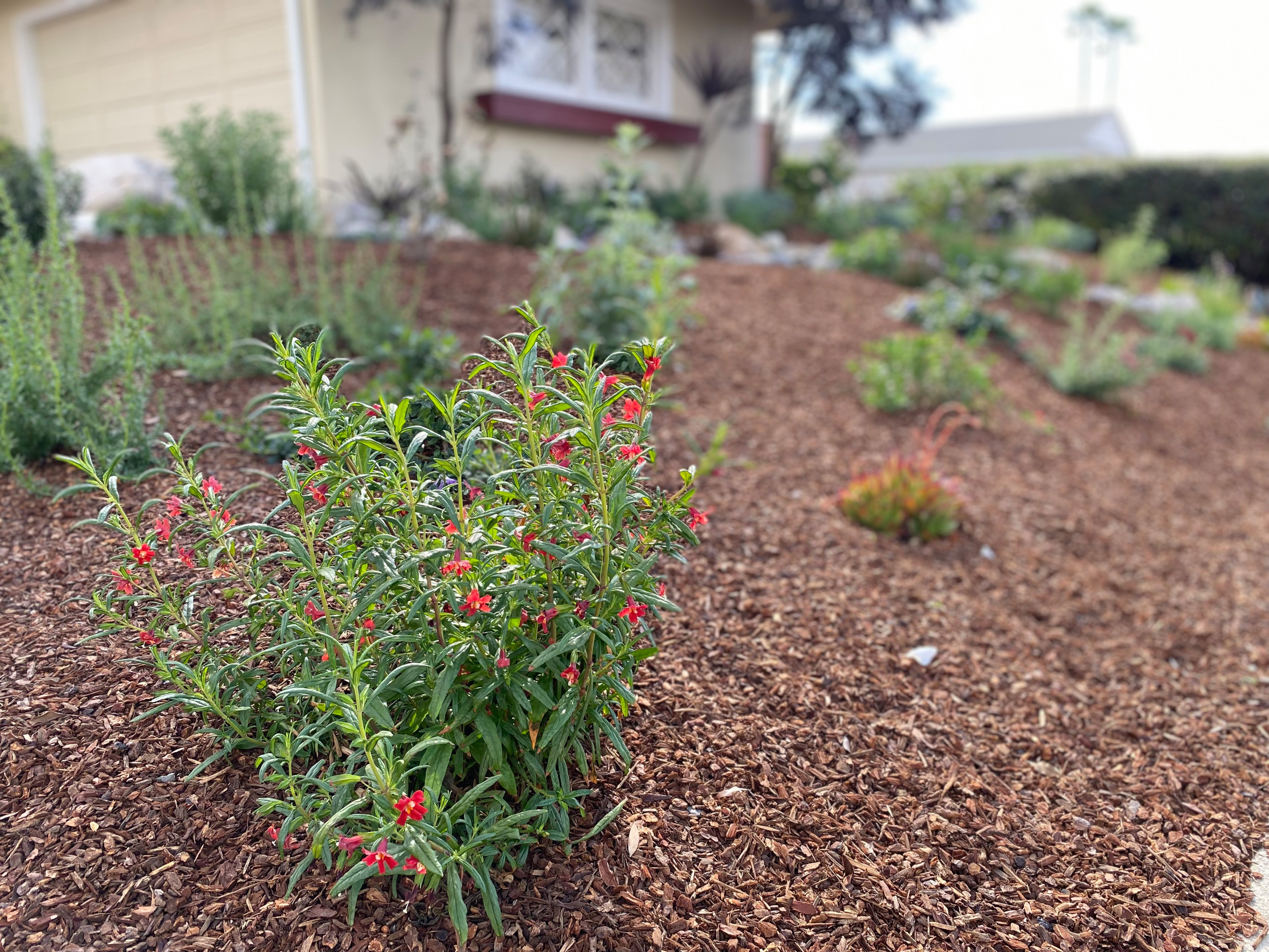 Torrance Hollywood Riviera Bee Friendly Ecological Garden
