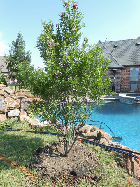 Desert Willow 'Bubba' rustic-landscape