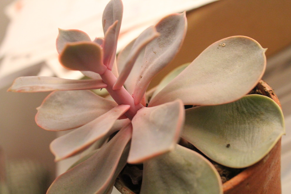 Succulent is turning red and the leaves are going limp & wrinkly | Houzz  Forum