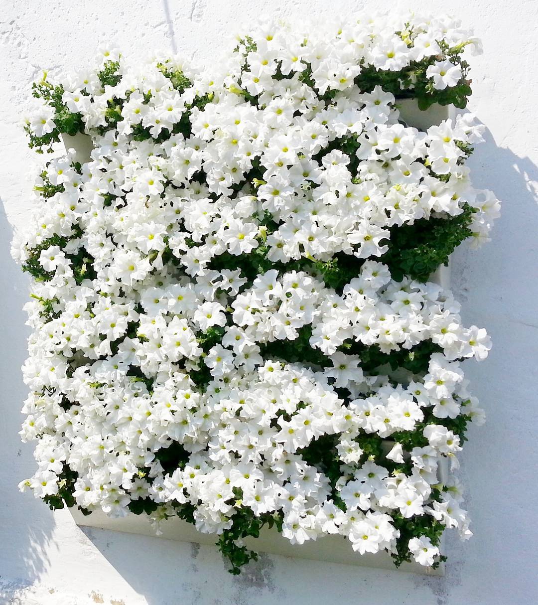 Стена из цветов своими руками. Модуль GREEN COVER 21