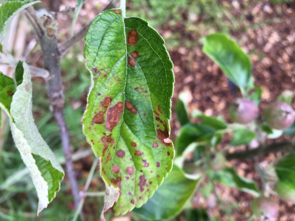 Brown spots on apple tree leaves