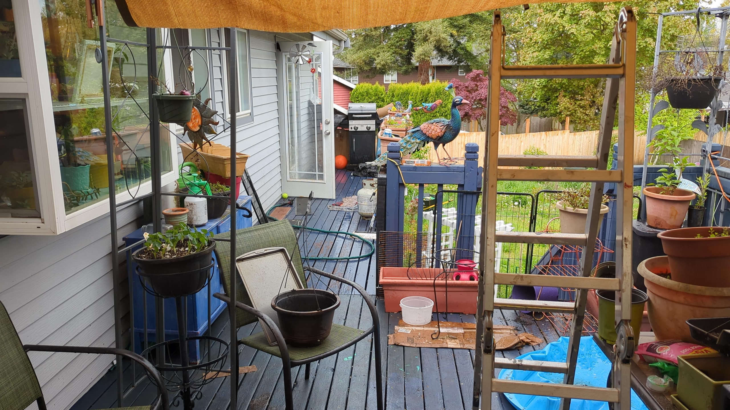 Deck Reconstruction, Stain & Roof Build