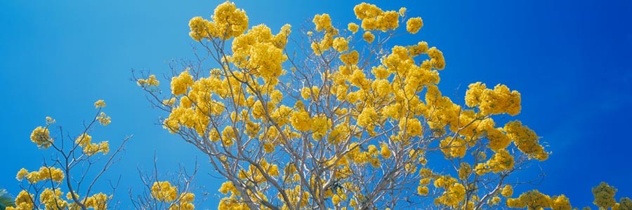 Vibrant Yellow Tree Wall Art