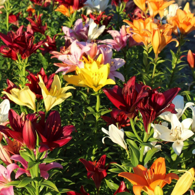 Lilium Oohs and Aahs Mixed Flower Bulbs 10 Bulbs Modern Bulbs And