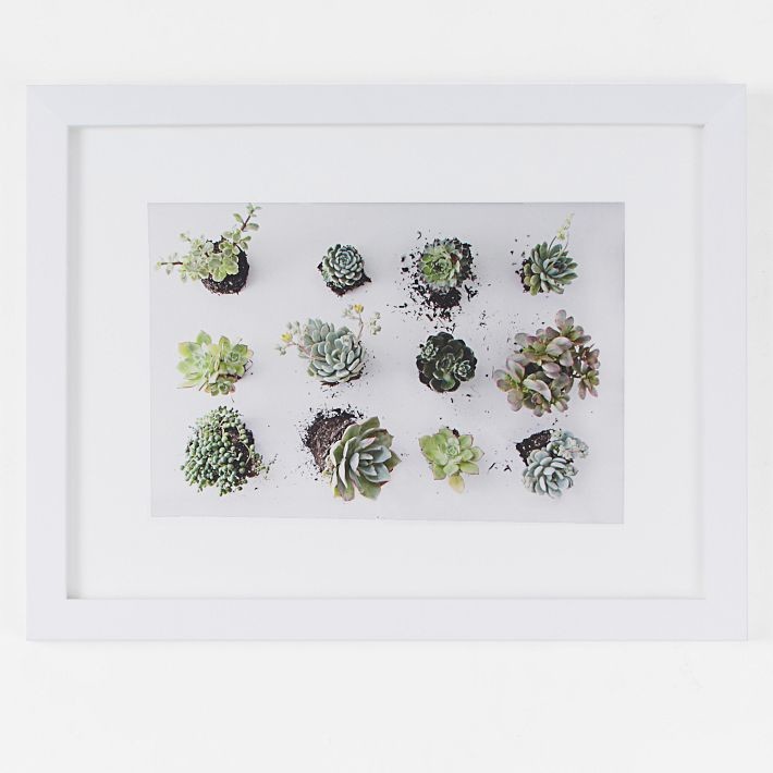"Succulents Observation" Framed Print