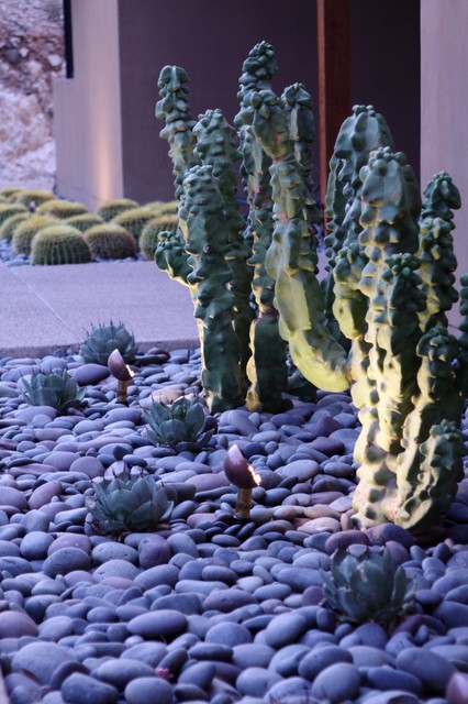 Contemporary Cactus Garden - Contemporary - Landscape - Phoenix - by Rocket  Garden Landscape Design | Houzz