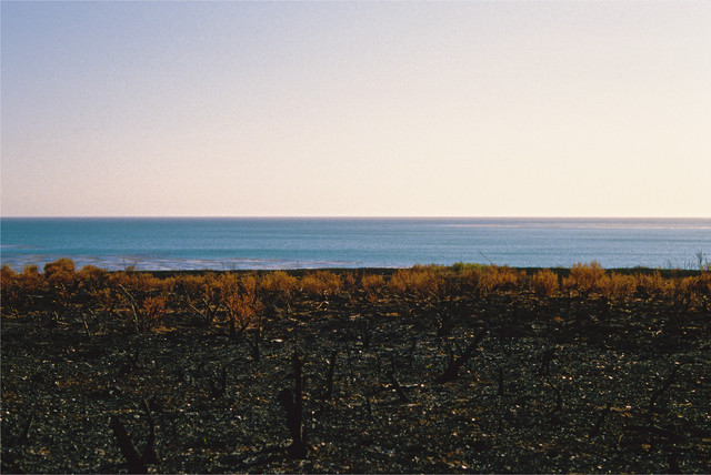 Field With Ocean