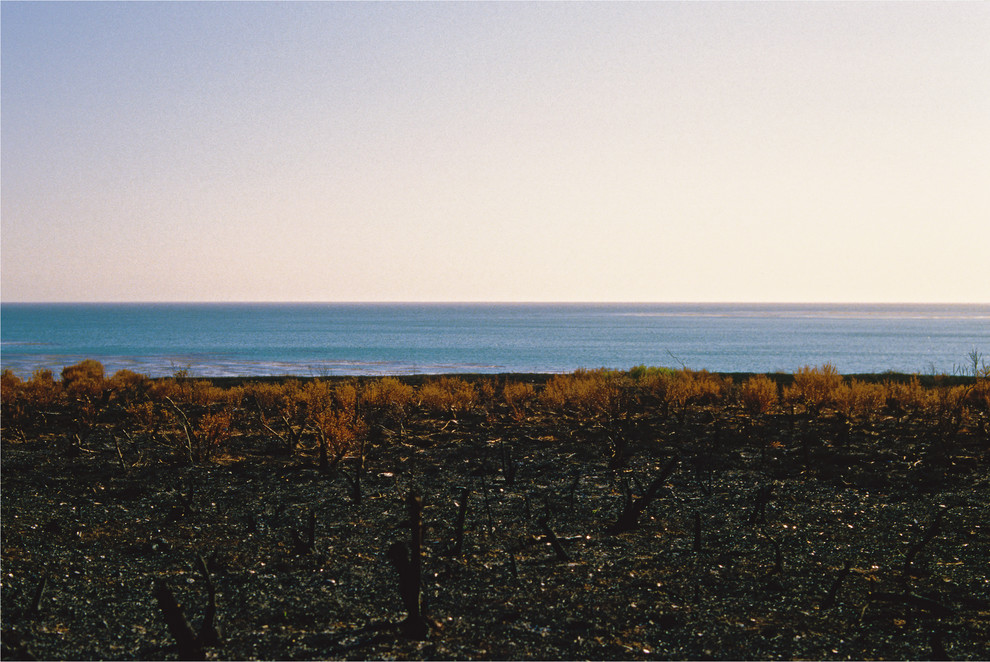 Field With Ocean