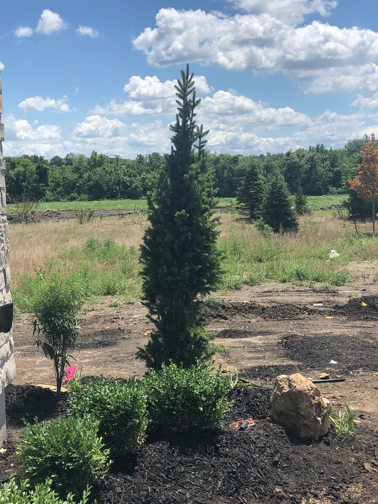 Columnar Norway Spruce