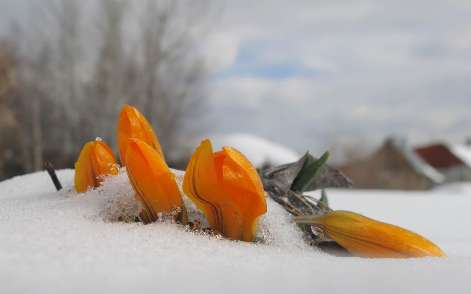 ТЕПЛЫШКО МОЕ. ВЕСНА.