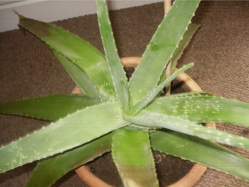 Mature aloe vera starting to look like two plants in one ...
