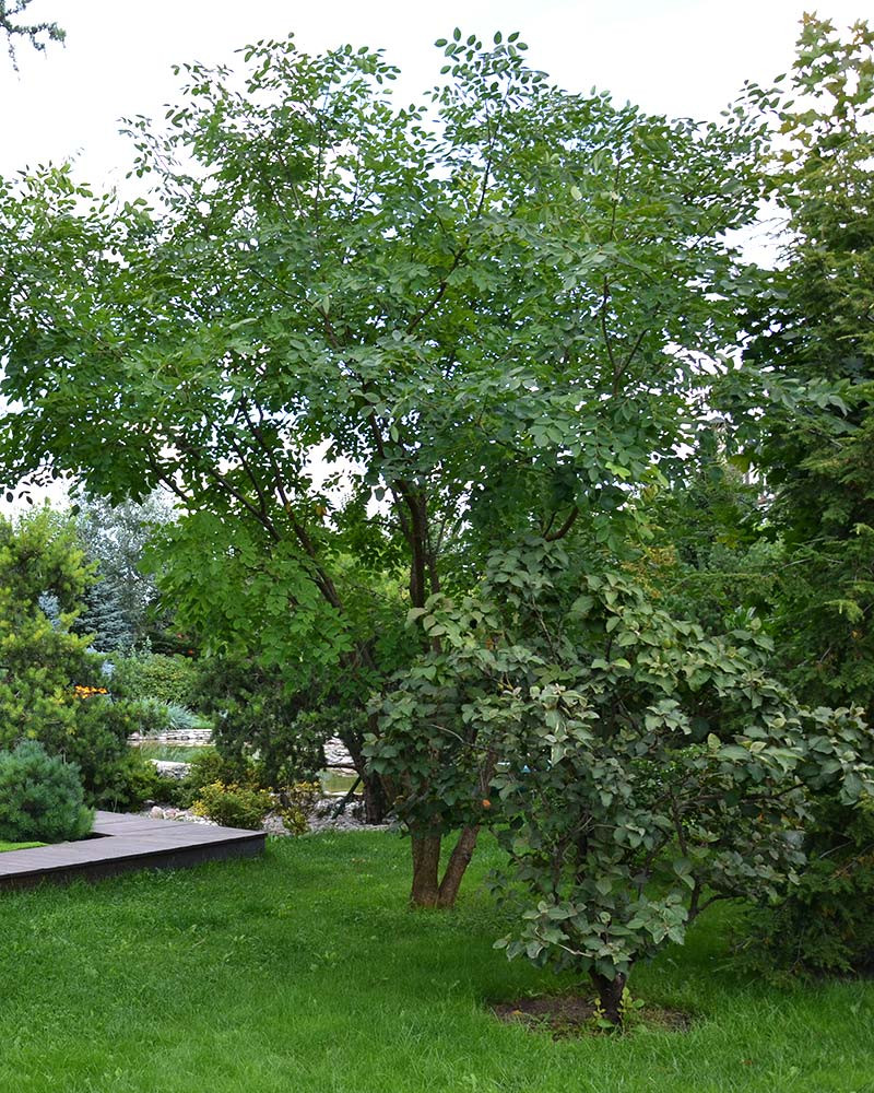 Ландшафтный сад с прудом в КП "Европа"