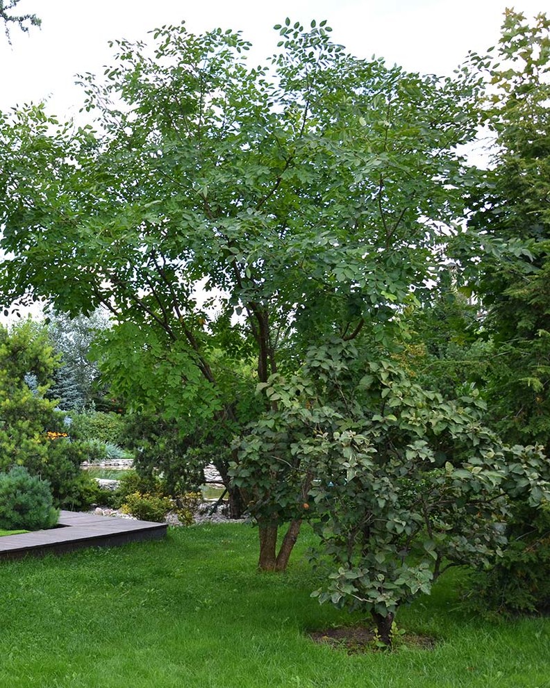 Ландшафтный сад с прудом в КП "Европа"