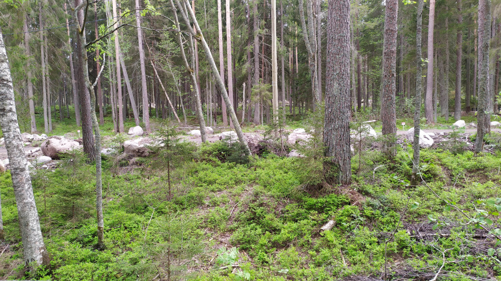 Лесная Ривьера