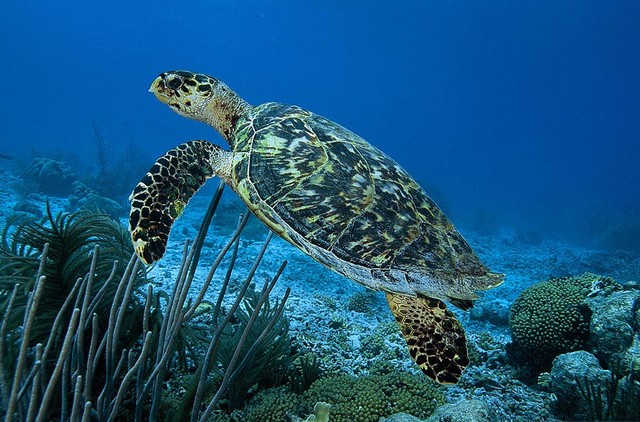 Hawksbill Turtle Wallpaper Wall Mural Self Adhesive