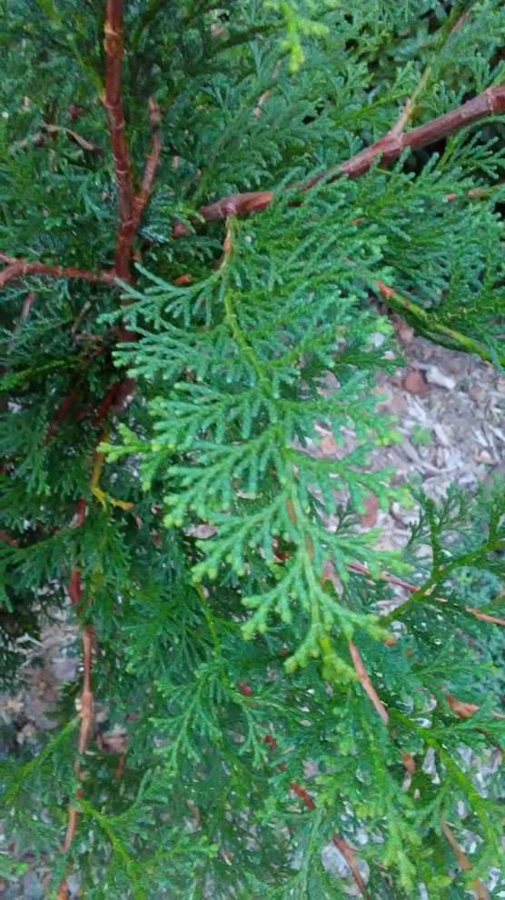 feige als zimmerpflanze Kaufen Sie jetzt Zimmerpflanze Geigen-Feige Ficus lyrata inkl. Ziertopf,  grün