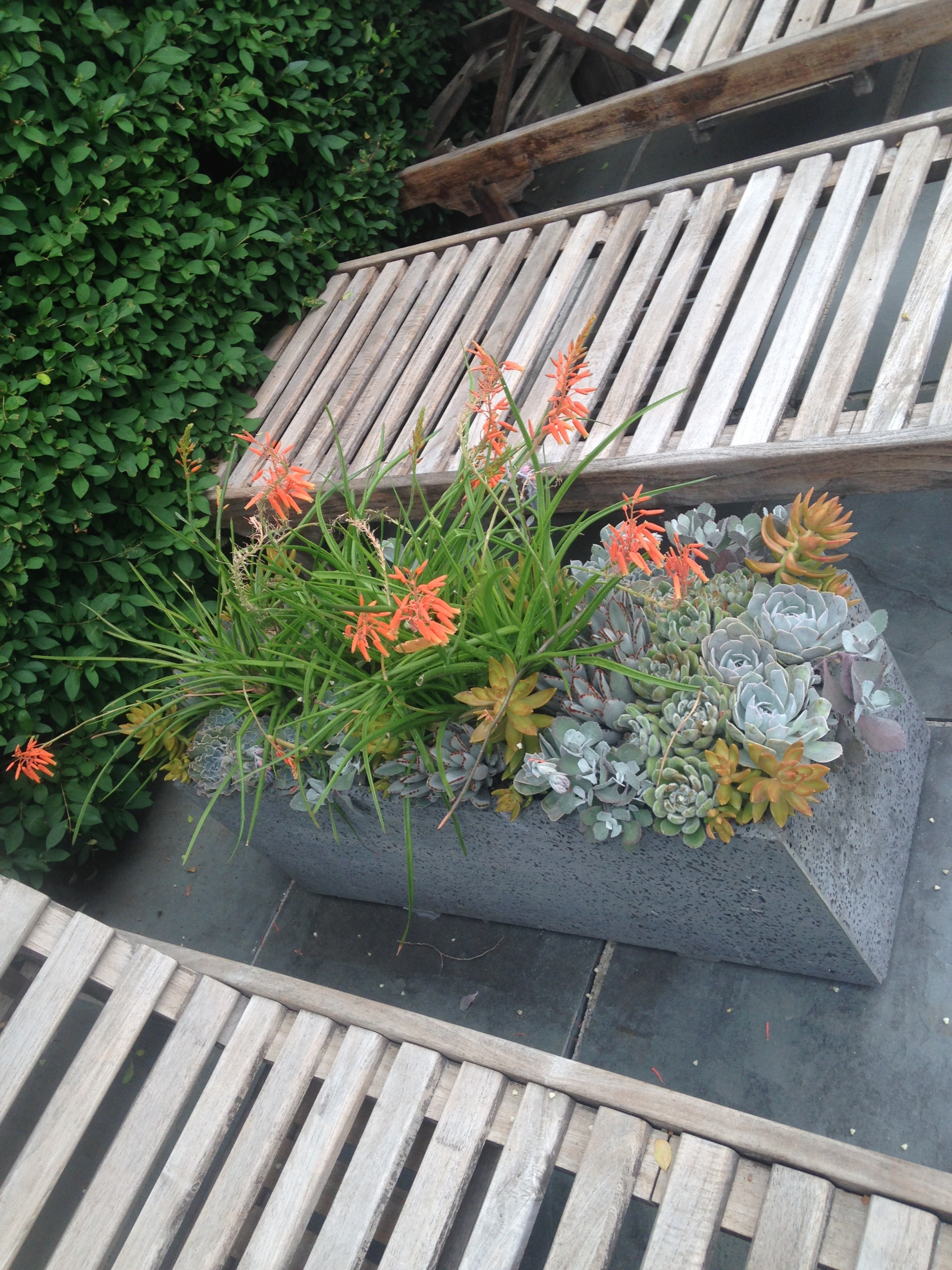 Spring and Summer Container Gardens