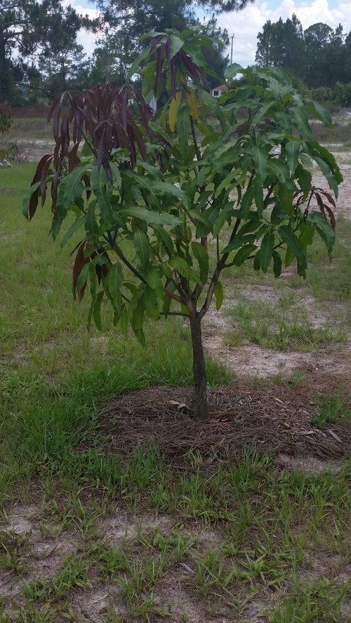 Seedling mango tree success in Jacksonville FL!