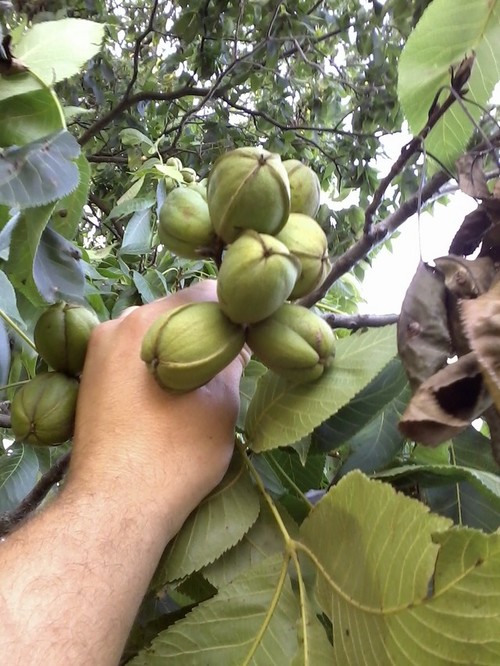 Growing Hickory and Hican for Nut Production