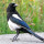 Last commented by Mischievous Magpie (CO 5b)