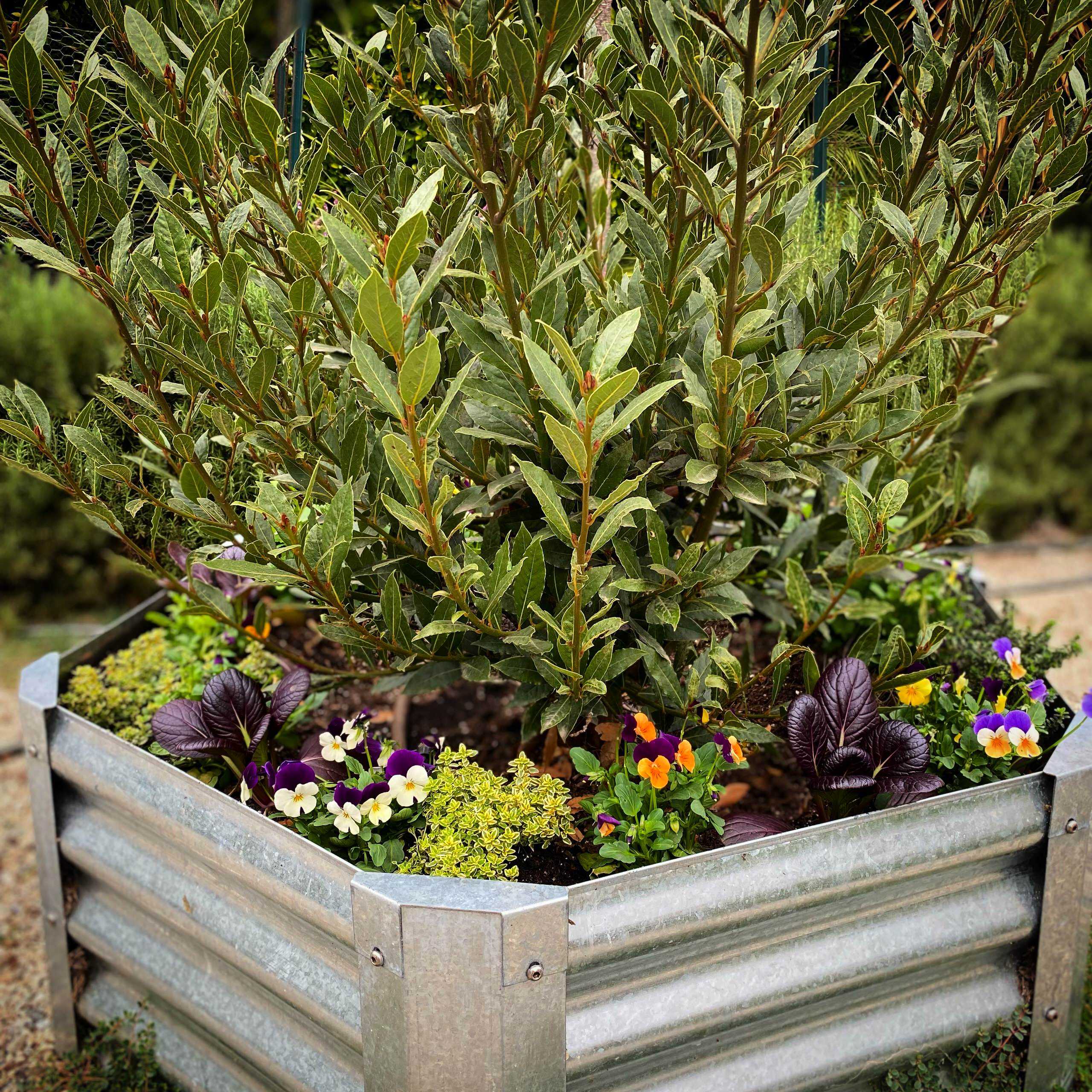 San Pedro, CA - Rustic Kitchen Garden