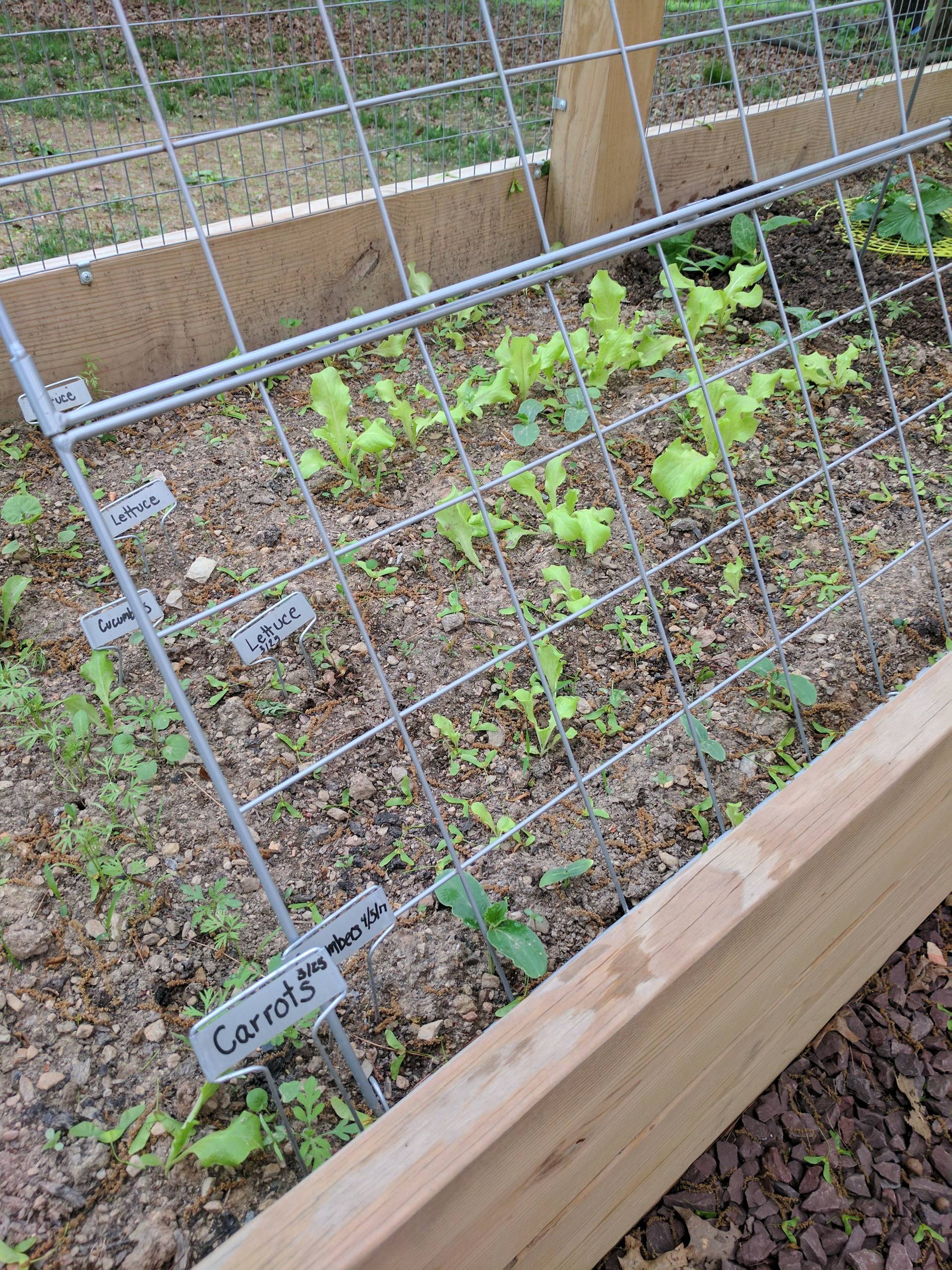 Raised Garden