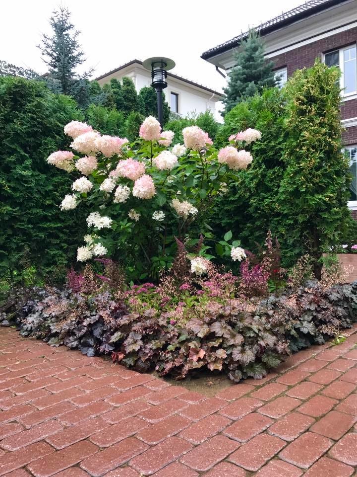 лесная рапсодия